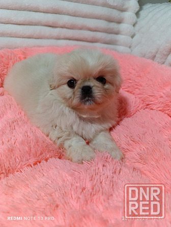 Пекинесы Донецк - изображение 5