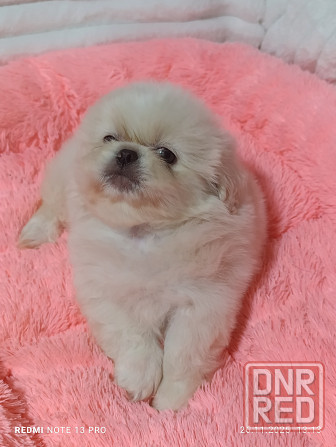 Пекинесы Донецк - изображение 4