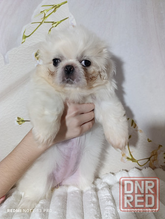 Пекинесы Донецк - изображение 7