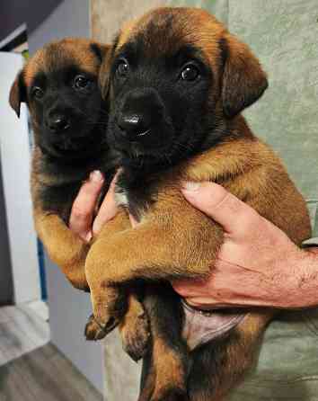 Малинуа щенки Бельгийская овчарка Донецк