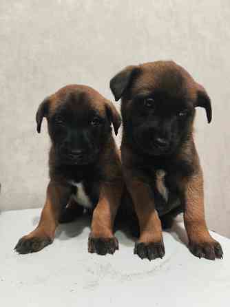 Малинуа щенки Бельгийская овчарка Донецк