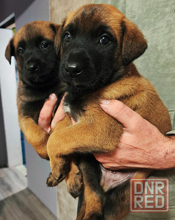 Малинуа щенки Бельгийская овчарка Донецк - изображение 2