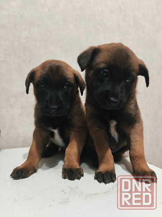 Малинуа щенки Бельгийская овчарка Донецк - изображение 1