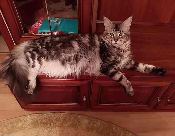 Котенок Мейн-Куна Донецк