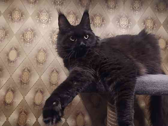 Котенок Мейн-Куна Донецк