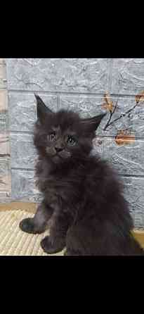 Котенок Мейн-Куна Донецк