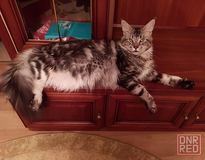 Котенок Мейн-Куна Донецк - изображение 3