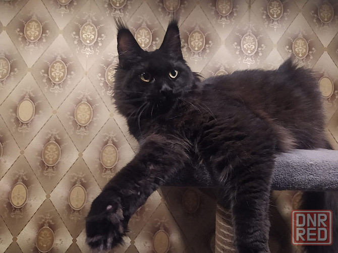 Котенок Мейн-Куна Донецк - изображение 2