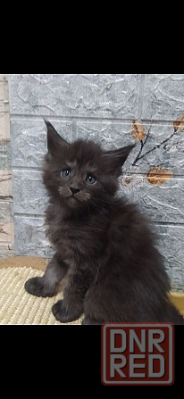 Котенок Мейн-Куна Донецк - изображение 1