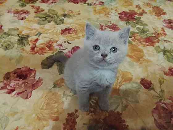 Замечательная породистая кошечка. Донецк