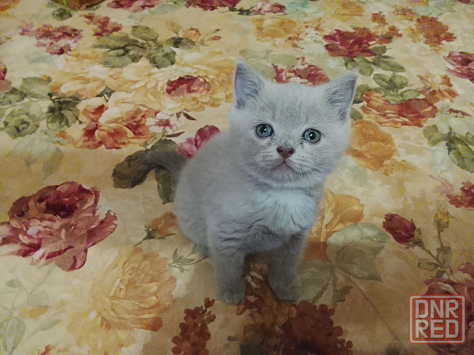 Замечательная породистая кошечка. Донецк - изображение 1