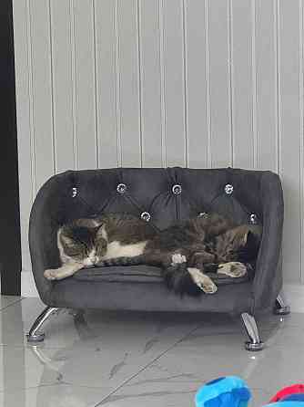 Лежанка для мелких собак, котов Макеевка