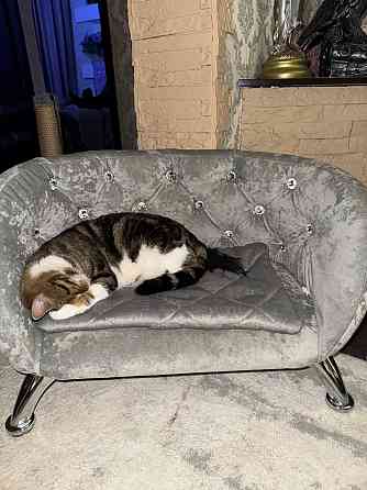 Лежанка для мелких собак, котов Макеевка