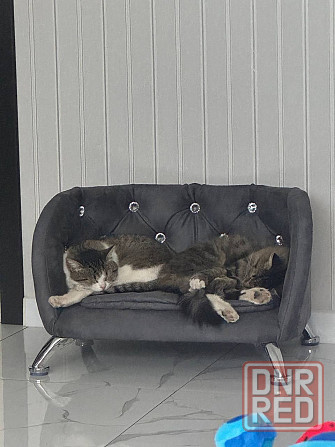 Лежанка для мелких собак, котов Макеевка - изображение 2