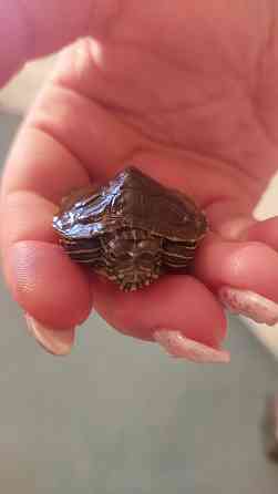 Продаются две очаровательные красноухие черепахи Донецк