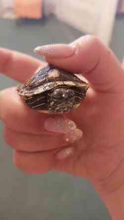 Продаются две очаровательные красноухие черепахи Донецк