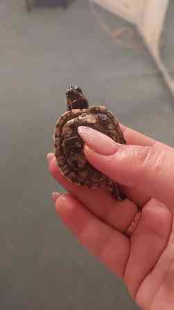 Продаются две очаровательные красноухие черепахи Донецк