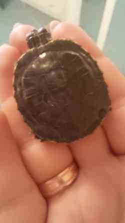 Продаются две очаровательные красноухие черепахи Донецк