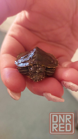 Продаются две очаровательные красноухие черепахи Донецк - изображение 3