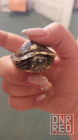 Продаются две очаровательные красноухие черепахи Донецк - изображение 1