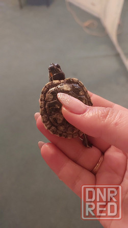 Продаются две очаровательные красноухие черепахи Донецк - изображение 2