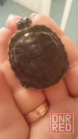 Продаются две очаровательные красноухие черепахи Донецк - изображение 4