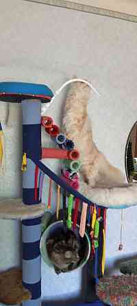 Мейн-кун Макеевка