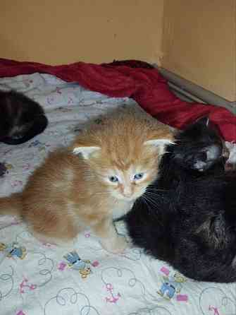 Мейн-кун Макеевка