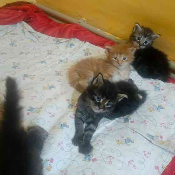 Мейн-кун Макеевка