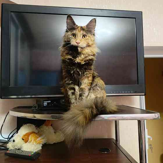 Мейн-кун Макеевка