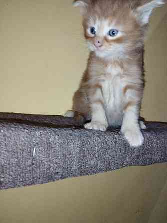 Мейн-кун Макеевка