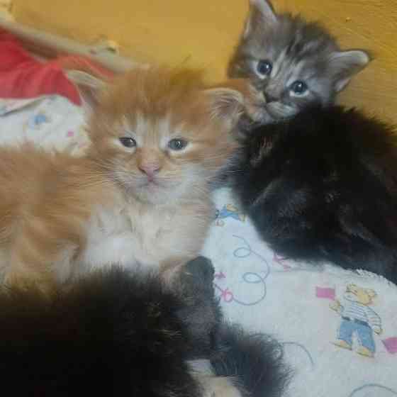 Мейн-кун Макеевка