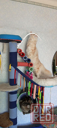 Мейн-кун Макеевка - изображение 5