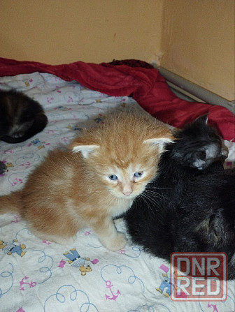 Мейн-кун Макеевка - изображение 2