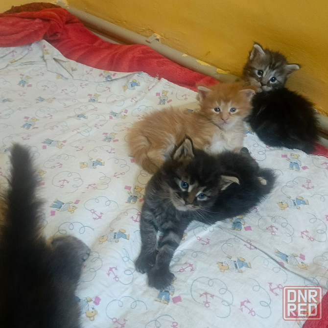 Мейн-кун Макеевка - изображение 4