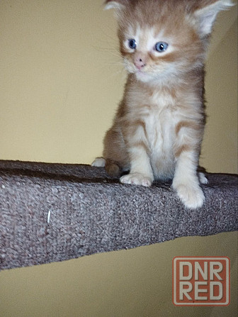 Мейн-кун Макеевка - изображение 1