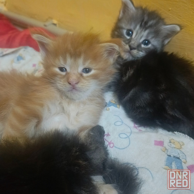 Мейн-кун Макеевка - изображение 3