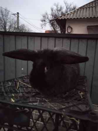 крупная крольчиха Донецк