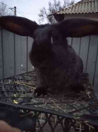 крупная крольчиха Донецк