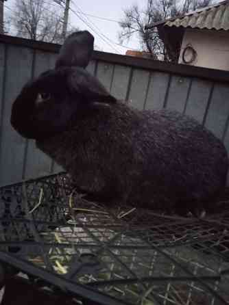 крупная крольчиха Донецк