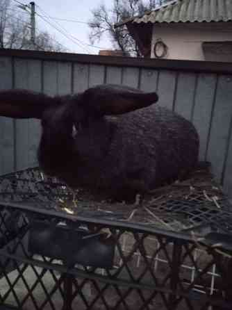 крупная крольчиха Донецк