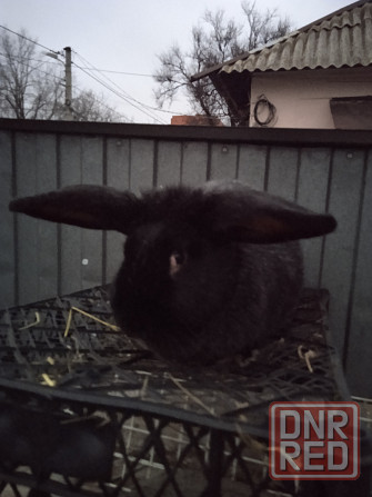 крупная крольчиха Донецк - изображение 4