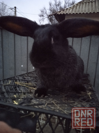 крупная крольчиха Донецк - изображение 1