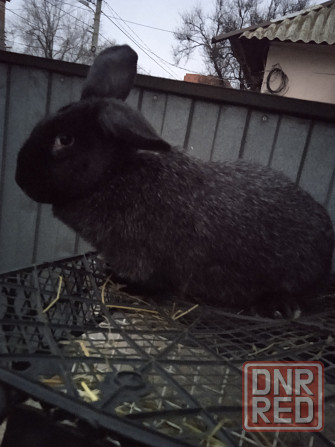 крупная крольчиха Донецк - изображение 2