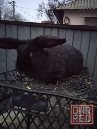 крупная крольчиха Донецк - изображение 3