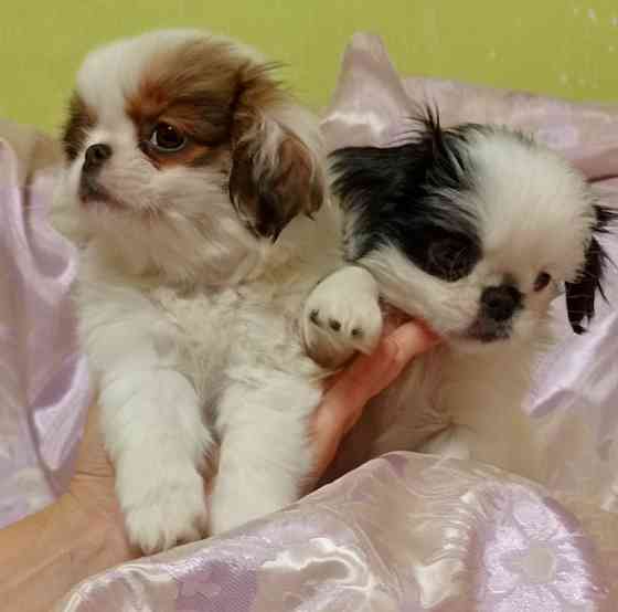 Японский хин Донецк