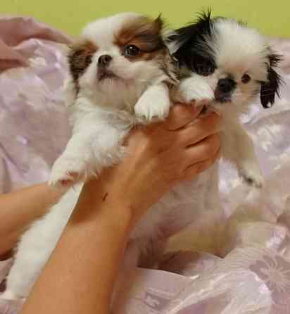 Японский хин Донецк