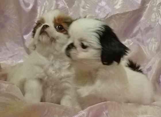 Японский хин Донецк