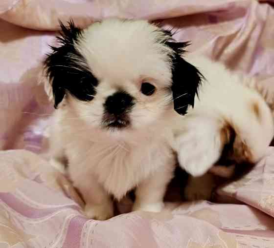 Японский хин Донецк