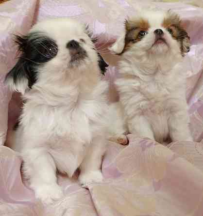 Японский хин Донецк